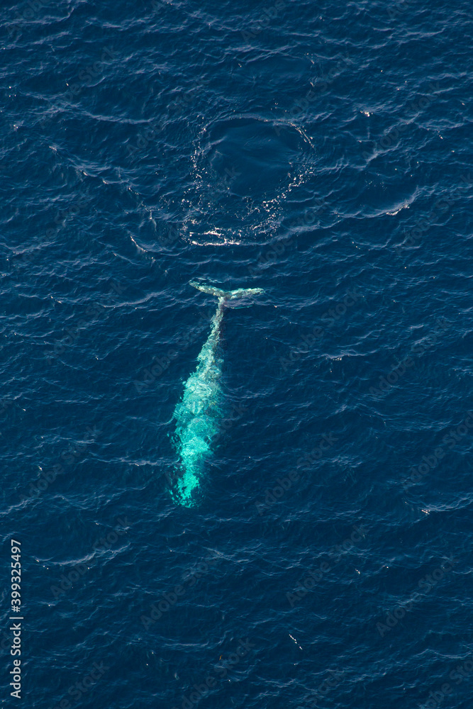 Obraz premium North Pacific right whale (Eubalaena japonica), Channel Islands National Park, California, Usa, America