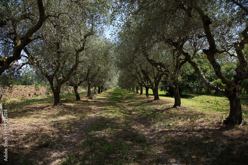 Field of olive trees on Lake Trasimeno, Italy
