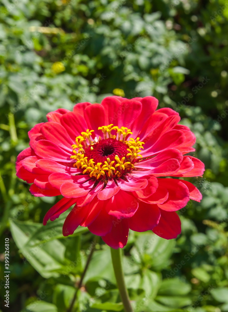 Flowers zinnia red close-up on green background Flowers zinnia red close-up on green background