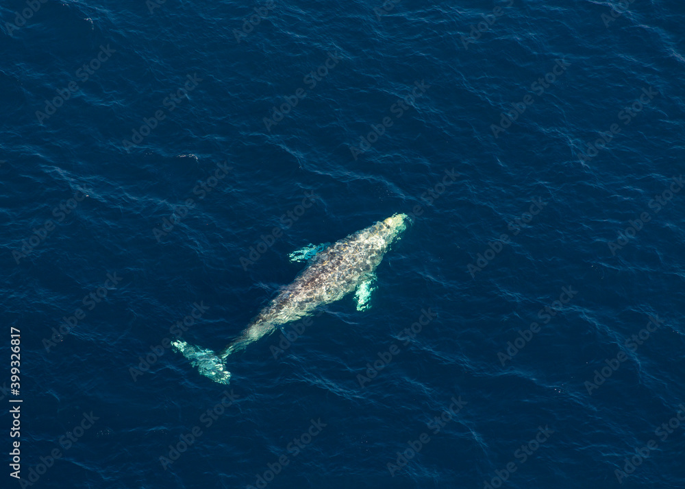 Fototapeta premium North Pacific right whale (Eubalaena japonica), Channel Islands National Park, California, Usa, America