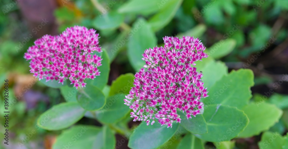 Flower stonecrop sedum Flower stonecrop sedum