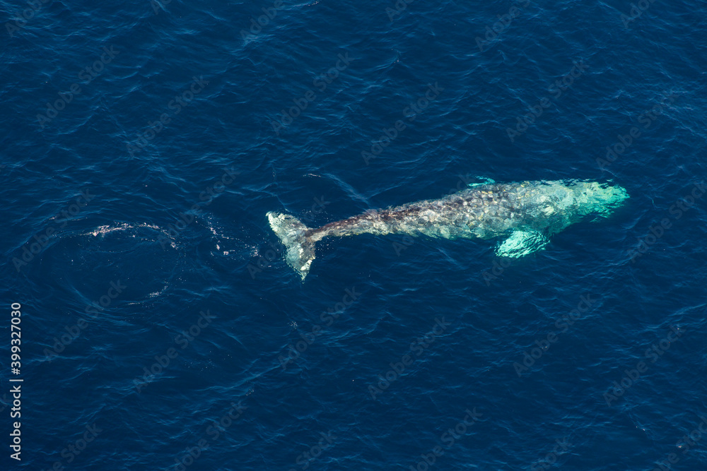 Fototapeta premium North Pacific right whale (Eubalaena japonica), Channel Islands National Park, California, Usa, America