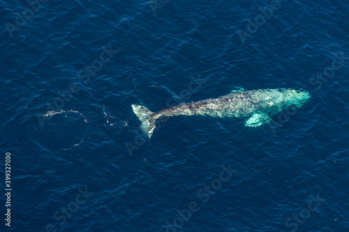 North Pacific right whale  Eubalaena japonica   Channel Islands National Park  California  Usa  America