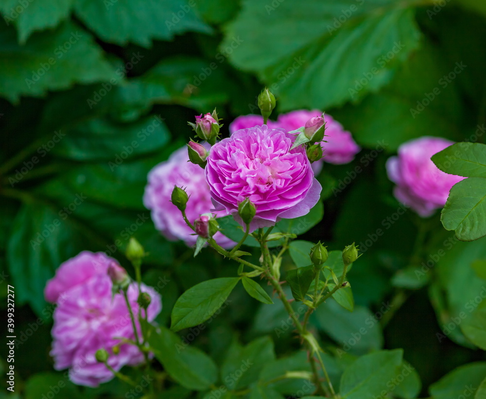 Pink rosehip flowers closeup in summer on a green background Pink rosehip flowers closeup in summer on a green background