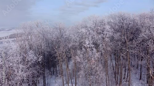 Aerial panoramic drone view on snow covered winter field with birch trees in frost. Cold sunny december day in wild nature park, Samara, Russia