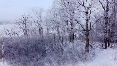 Aerial panoramic drone view on snow covered winter field with birch trees in frost. Cold sunny december day in wild nature park, Samara, Russia