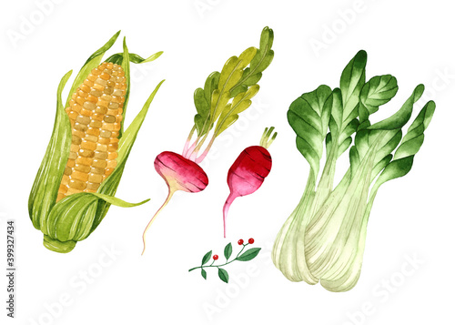 Watercolor vegetables set isolated elements corn radish lettuce on white background 
