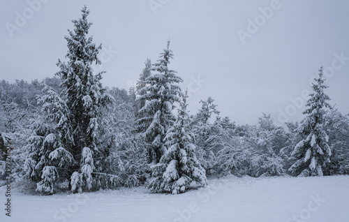 coniferous forest across blue sky. Winter forest. Season. Nature background. Christmas postcard