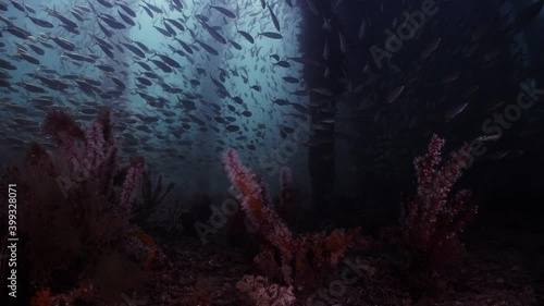 Slimy Mackerel Fish School under Jetty Scomber australasicus 4k slow motion Scombridae underwater scene photo