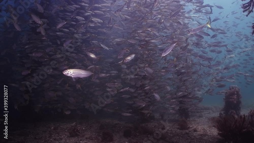 Slimy Mackerel Fish School under Jetty Scomber australasicus 4k slow motion Scombridae underwater scene photo