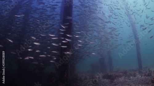 Slimy Mackerel Fish School under Jetty Scomber australasicus 4k slow motion Scombridae underwater scene photo