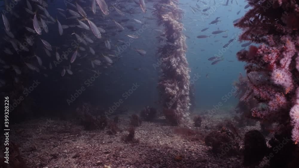 Slimy Mackerel Fish School under Jetty Scomber australasicus 4k slow motion Scombridae underwater scene Slimy Mackerel Fish School under Jetty Scomber australasicus 4k slow motion Scombridae underwater scene