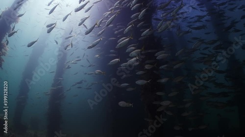 Slimy Mackerel Fish School under Jetty Scomber australasicus 4k slow motion Scombridae underwater scene photo