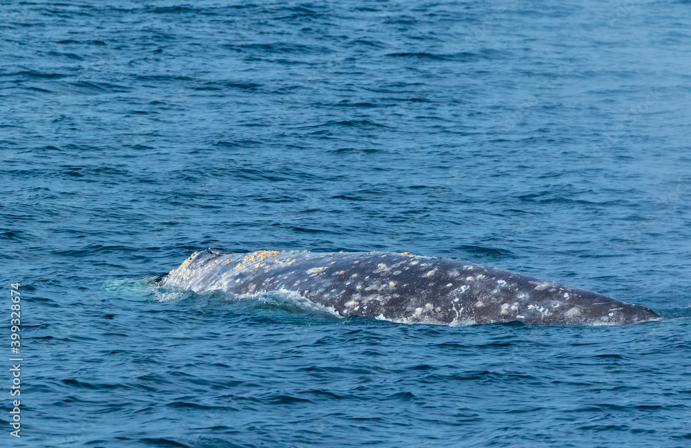 Obraz premium North Pacific right whale (Eubalaena japonica), Channel Islands National Park, California, Usa, America
