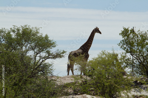 Giraffe in Namibia © Andreas