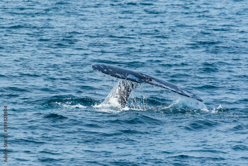 Naklejka premium North Pacific right whale (Eubalaena japonica), Channel Islands National Park, California, Usa, America