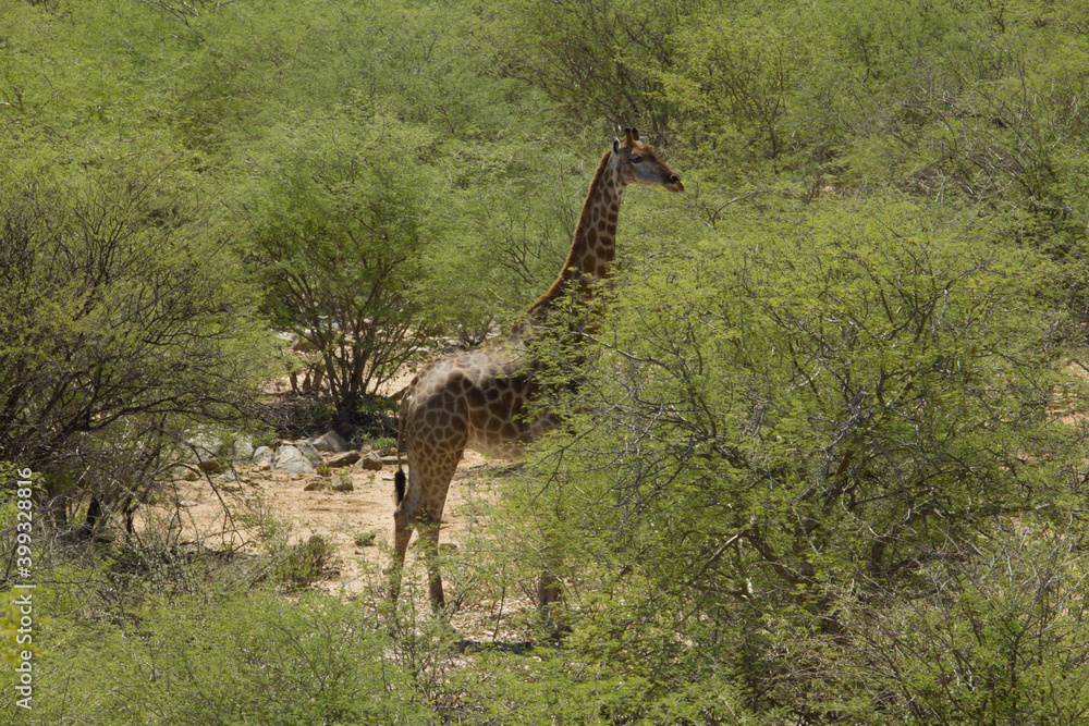 Obraz premium Giraffe in Namibia