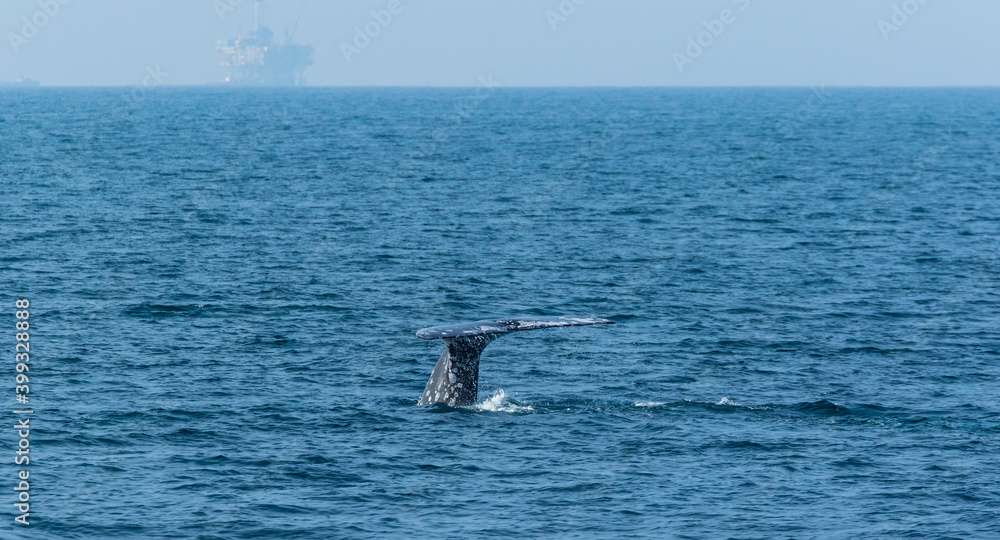 Fototapeta premium North Pacific right whale (Eubalaena japonica), Channel Islands National Park, California, Usa, America