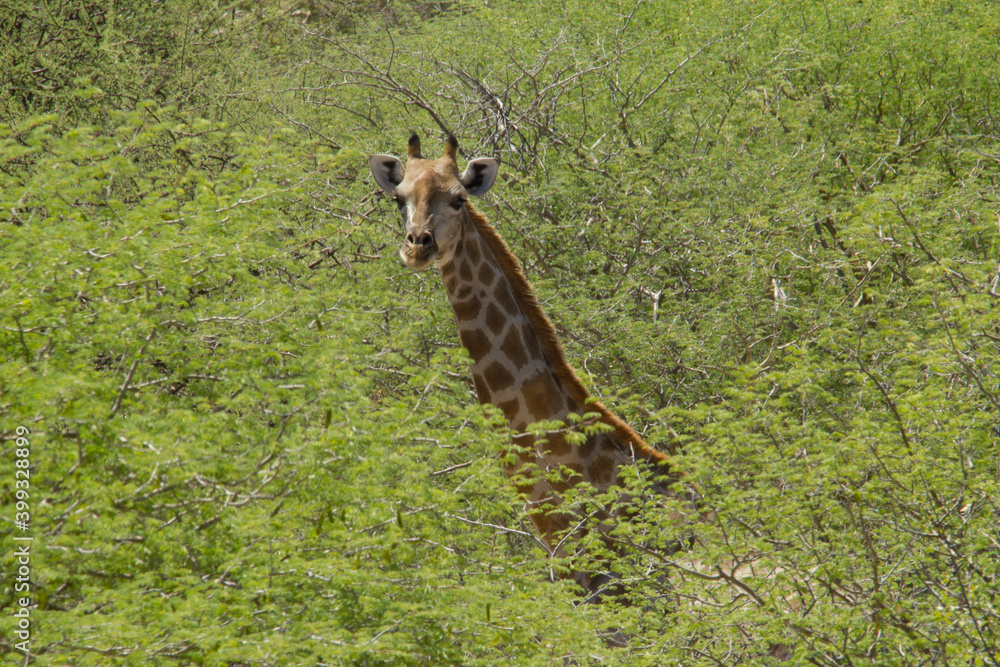 Obraz premium Giraffe in Namibia