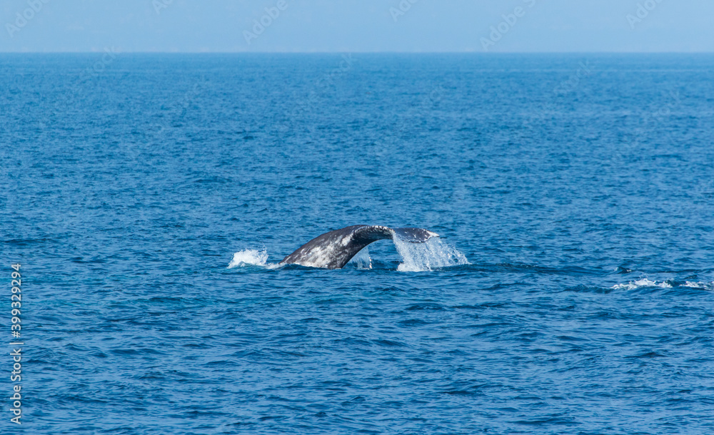 Obraz premium North Pacific right whale (Eubalaena japonica), Channel Islands National Park, California, Usa, America