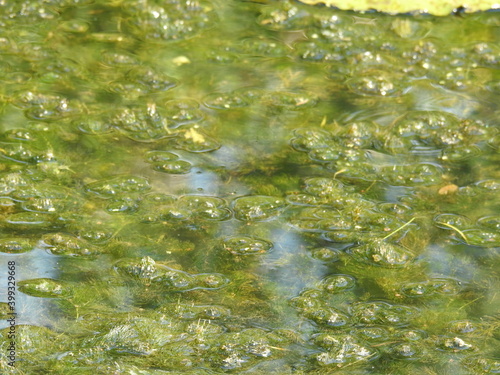 Aquatic vegetation