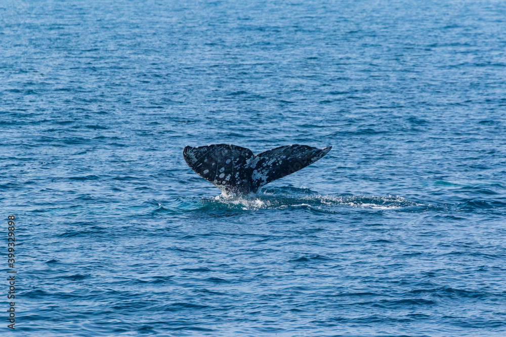 Fototapeta premium North Pacific right whale (Eubalaena japonica), Channel Islands National Park, California, Usa, America