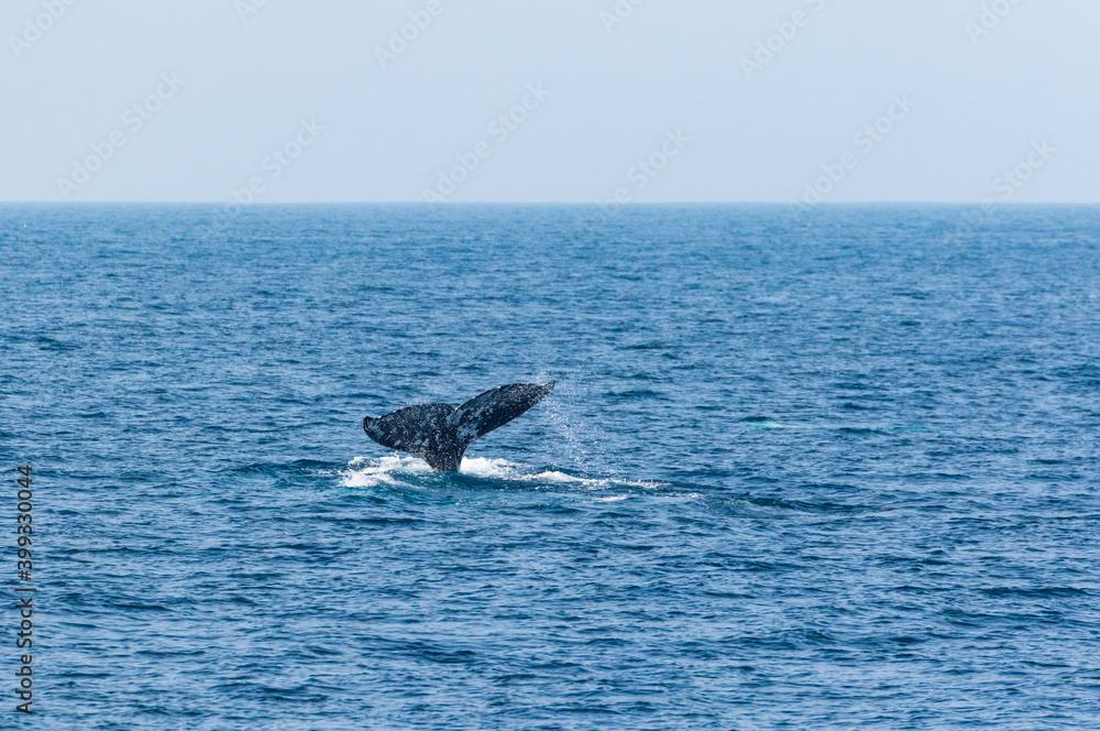 Obraz premium North Pacific right whale (Eubalaena japonica), Channel Islands National Park, California, Usa, America