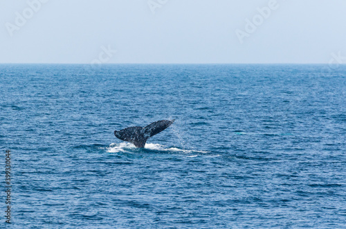 North Pacific right whale (Eubalaena japonica), Channel Islands National Park, California, Usa, America
