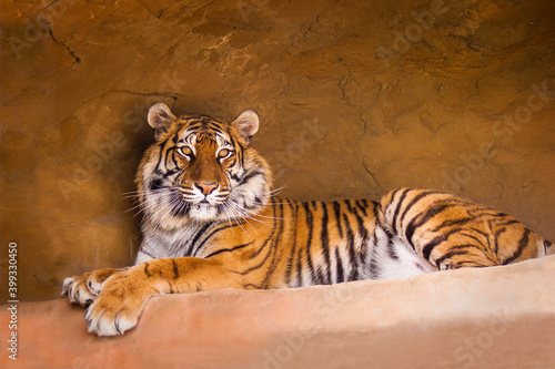 A portrait of a posing tiger.