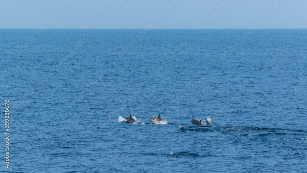 Short-beaked common dolphin (Delphinus delphis), Channel Islands National Park, California, Usa, America