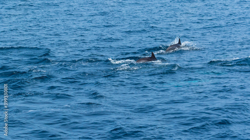 Short-beaked common dolphin  Delphinus delphis   Channel Islands National Park  California  Usa  America