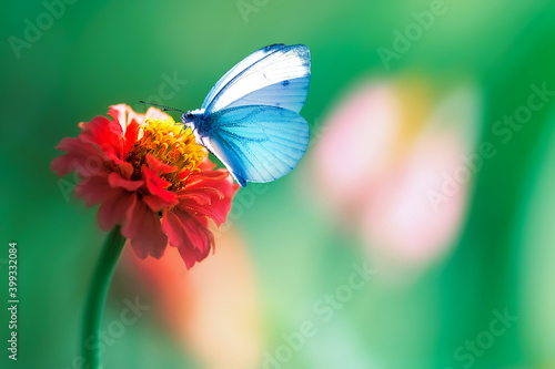 Sticker Beautiful blue butterfly on a bright red flower in a fantastic garden