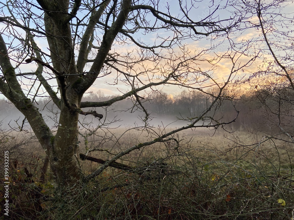Brede Valley with mist and fog view from Winchelsea East Sussex UK - across misty fields trees and sheep Brede Valley with mist and fog view from Winchelsea East Sussex UK - across misty fields trees and sheep