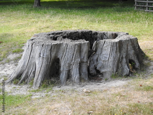An old, dried-up big trunk left after a felled tree