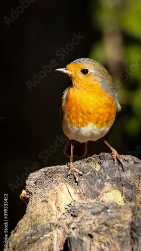 robin on the rock