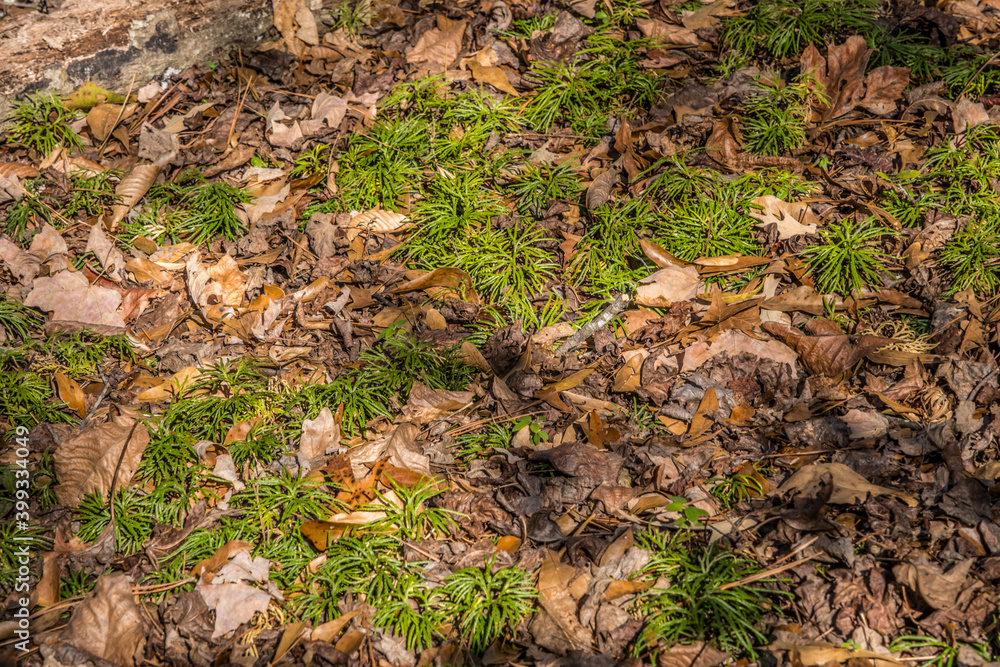 Fan club moss in the forest Fan club moss in the forest