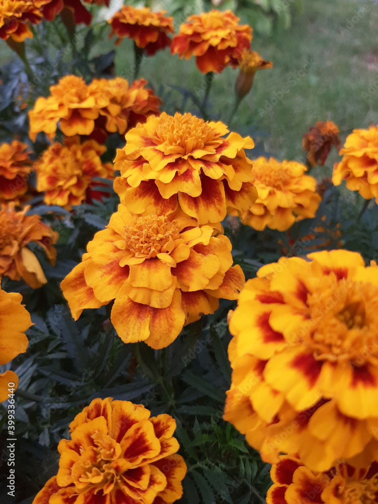 orange chrysanthemum flowers orange chrysanthemum flowers