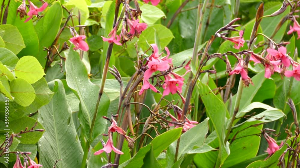 Little bird take-off from a flowering plant Little bird take-off from a flowering plant