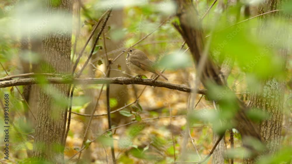 A curious little fat brown bird sitting on a branch, looking around at it´s surroundings before flying away A curious little fat brown bird sitting on a branch, looking around at it´s surroundings before flying away