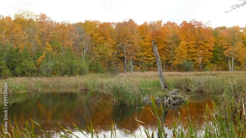 Autumnal Trees In Forest With Reeds Growing In Wetland In Foreground - Autumn Colors In Forest At Eastern Cabada. - slow panning left photo