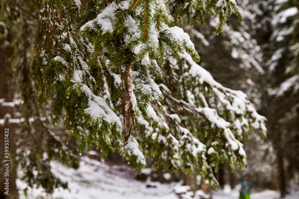 Green pine branch with snow in pine forest Green pine branch with snow in pine forest