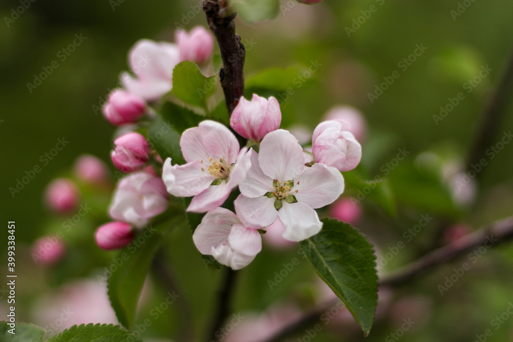 Blossom apple over nature background. Beautiful blooming apple tree branch at spring garden