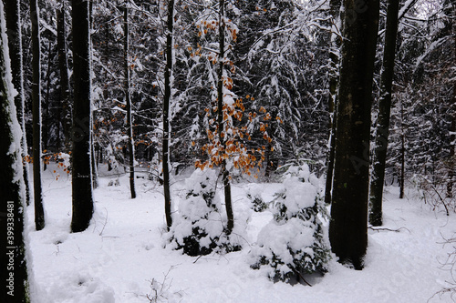 Herbstlaub im Schnee