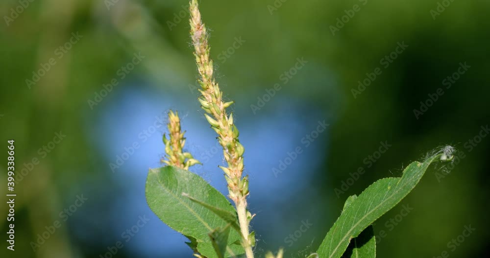 The flowers, fruits and seeds of Salix triandra, with the common names almond willow or almond-leaved willow The flowers, fruits and seeds of Salix triandra, with the common names almond willow or almond-leaved willow