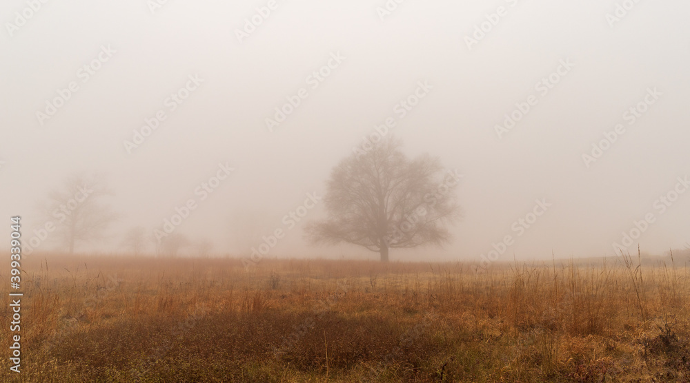 misty morning in the forest