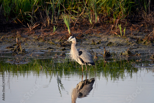 Great Blue Heron and its Reflection in the Shallows