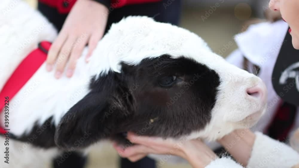 Young blond family of three playing with small black and white bull on a farm with Christmas decoration under the snowing. Slow motion. Young blond family of three playing with small black and white bull on a farm with Christmas decoration under the snowing. Slow motion.