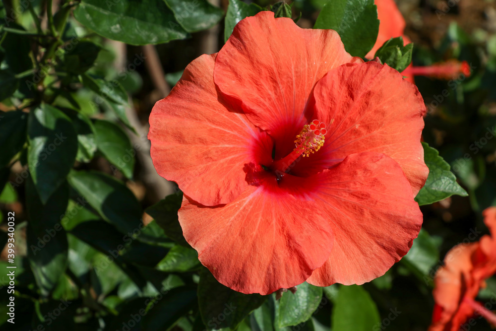 Flower of hibiscus (Hibiscus rosa sinensis) on green background. Flower of hibiscus (Hibiscus rosa sinensis) on green background.