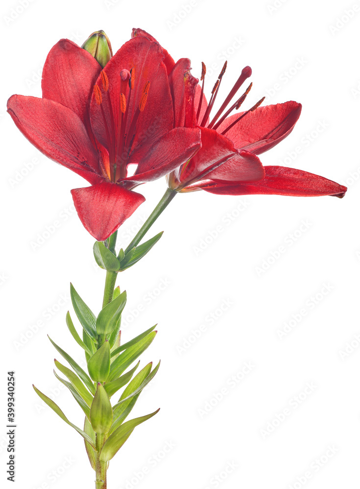 intense red two blooms lily on white intense red two blooms lily on white