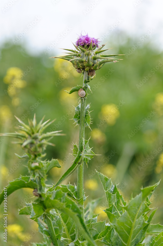 Snail on a thistle Snail on a thistle